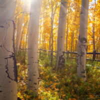 sunlight coming through trees in forest